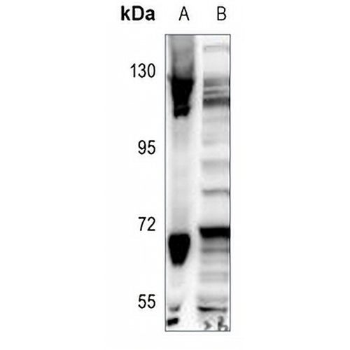 CDC40 Rabbit Polyclonal Antibody