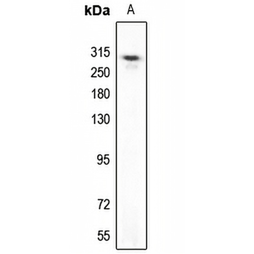 UBR5 Rabbit Polyclonal Antibody