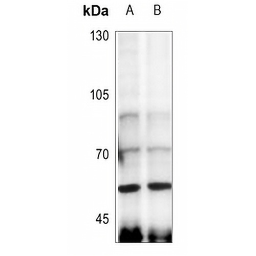 Angiopoietin-4 Rabbit Polyclonal Antibody