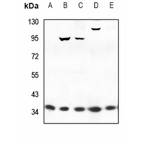WNT16 Rabbit Polyclonal Antibody
