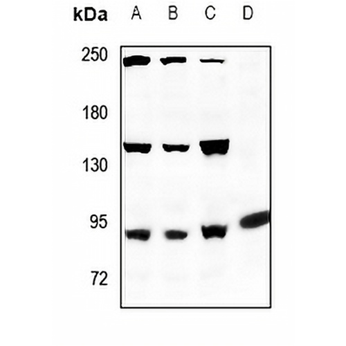 ANAPC Rabbit Polyclonal Antibody