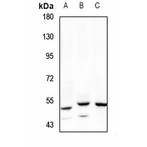 RHCG Rabbit Polyclonal Antibody