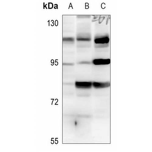 Histone Deacetylase 7 Rabbit Polyclonal Antibody