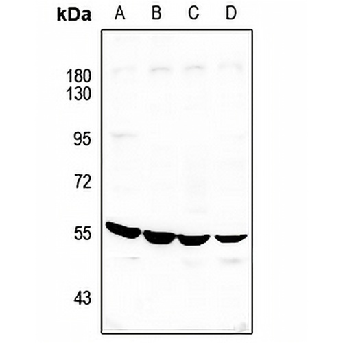 ATP6V1H Rabbit Polyclonal Antibody