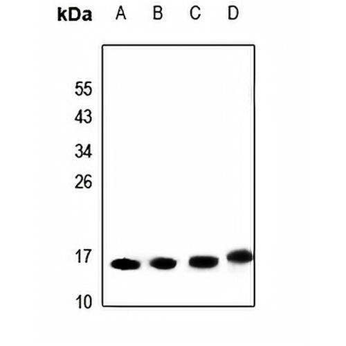 SAP14 Rabbit Polyclonal Antibody