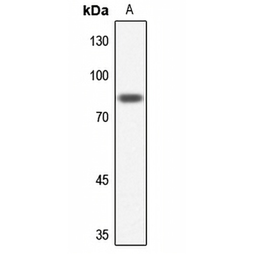 NUB1 Rabbit Polyclonal Antibody
