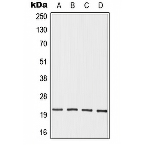 OAZ3 Rabbit Polyclonal Antibody