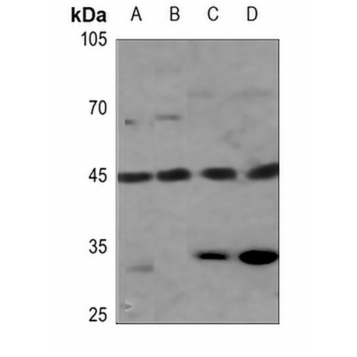GPRC5B Rabbit Polyclonal Antibody