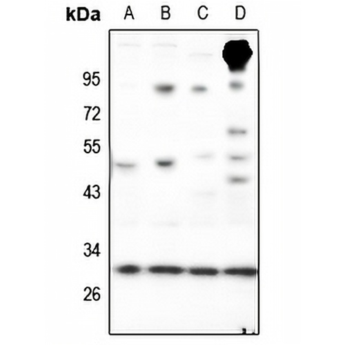 RAB23 Rabbit Polyclonal Antibody