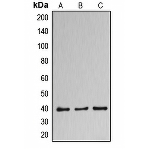 DNAJB11 Rabbit Polyclonal Antibody