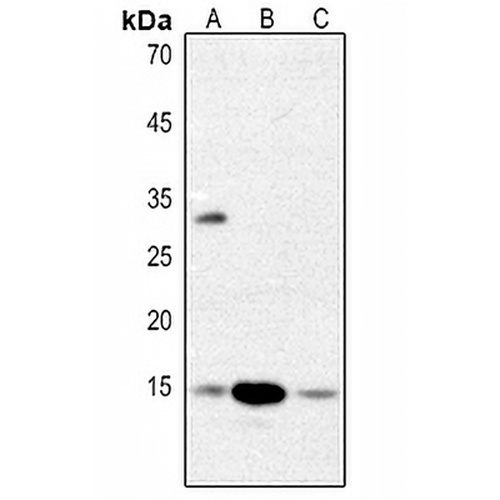 Histone H2B Rabbit Polyclonal Antibody