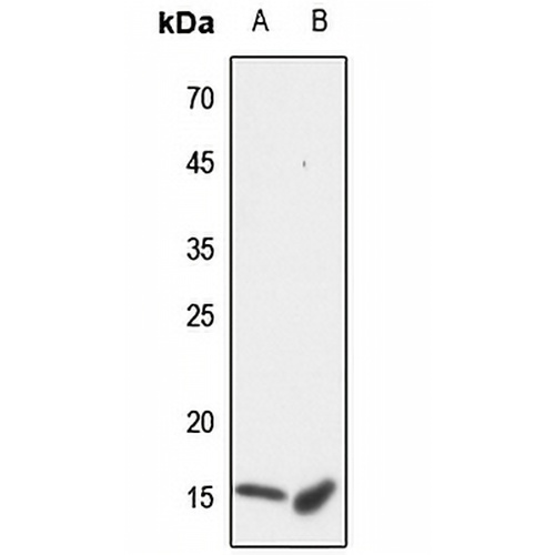 Cytochrome c Rabbit Polyclonal Antibody