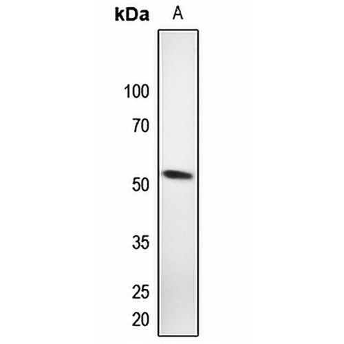 RAP1A Rabbit Polyclonal Antibody