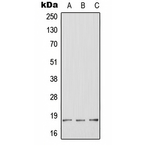 HES2 Rabbit Polyclonal Antibody