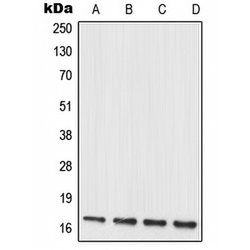 MRPL20 Rabbit Polyclonal Antibody