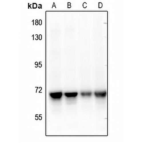 NEIL3 Rabbit Polyclonal Antibody