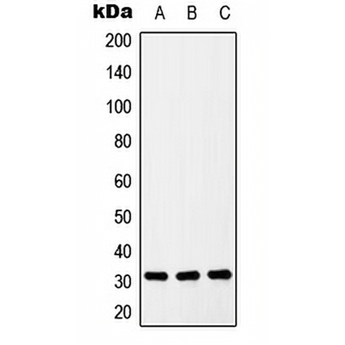 ZIP9 Rabbit Polyclonal Antibody