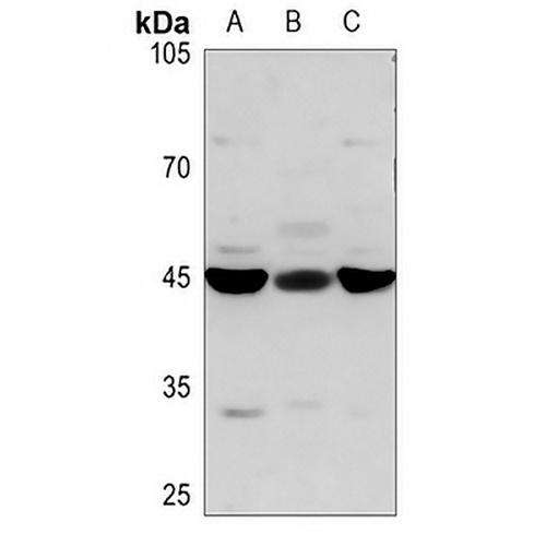 STAP2 Rabbit Polyclonal Antibody