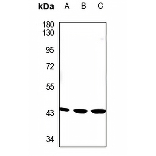 LYAR Rabbit Polyclonal Antibody