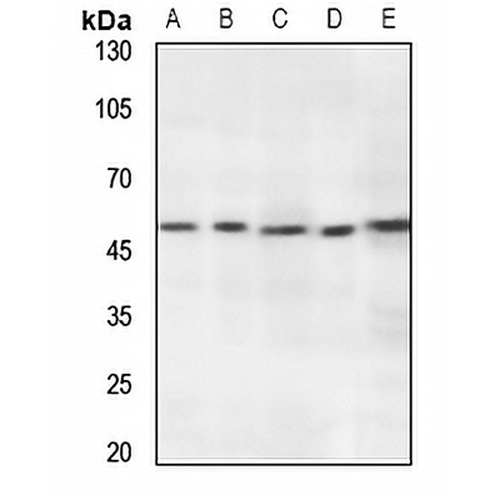 RNF130 Rabbit Polyclonal Antibody