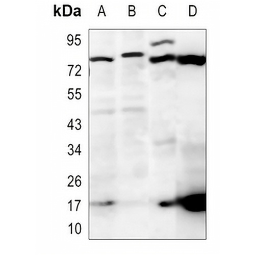 MUC13 Rabbit Polyclonal Antibody