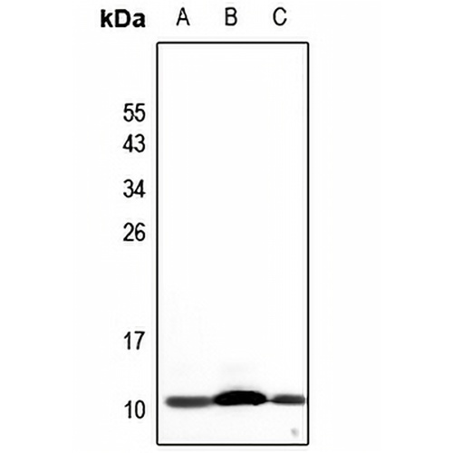 NDUFA4L2 Rabbit Polyclonal Antibody