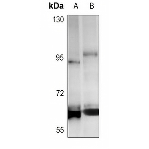 Cyclin L1 Rabbit Polyclonal Antibody