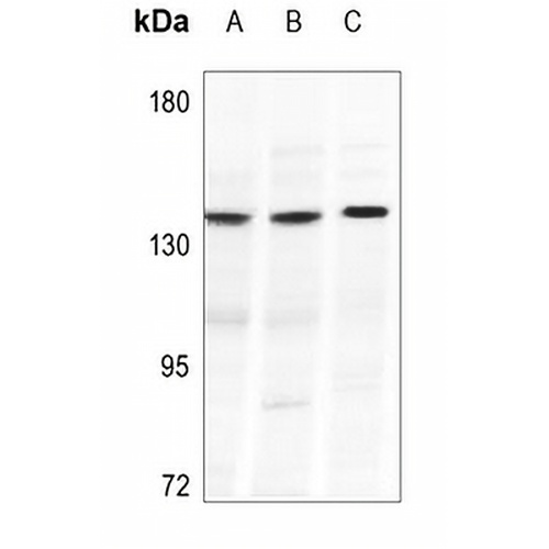 Collagen 20 alpha 1 Rabbit Polyclonal Antibody