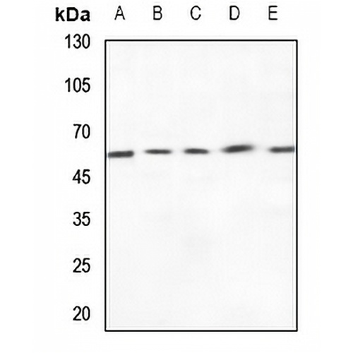 ZP4 Rabbit Polyclonal Antibody