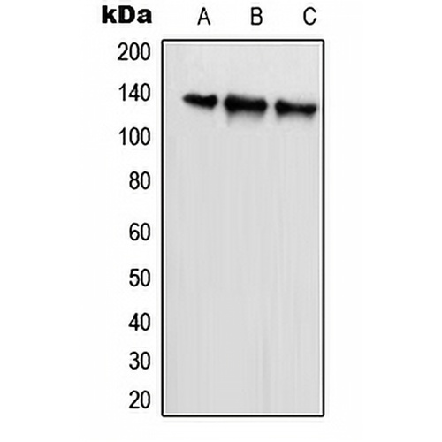 SCAF1 Rabbit Polyclonal Antibody