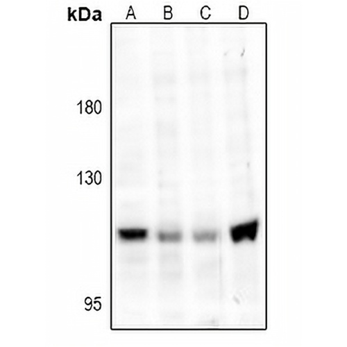 TRPV4 Rabbit Polyclonal Antibody
