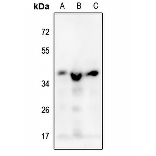 MRPS35 Rabbit Polyclonal Antibody
