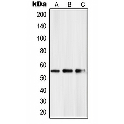 PKNOX2 Rabbit Polyclonal Antibody