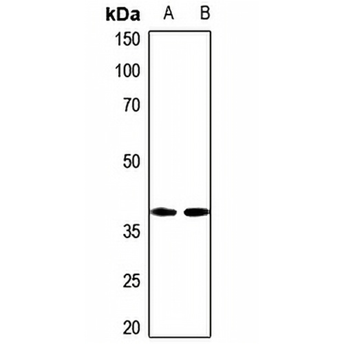 NIP1 Rabbit Polyclonal Antibody