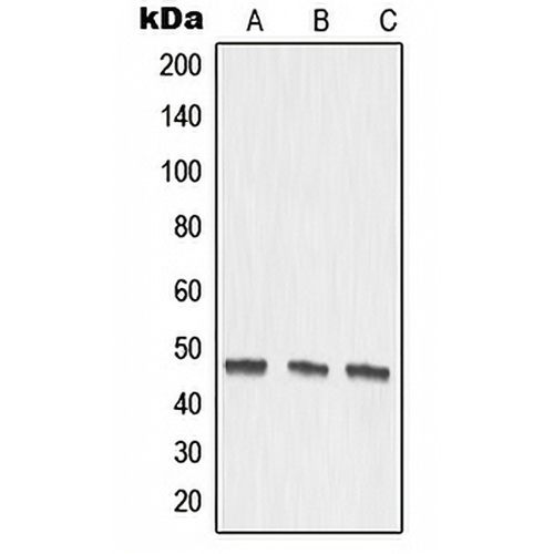 MMP27 Rabbit Polyclonal Antibody