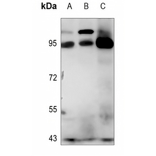 Semaphorin 4A Rabbit Polyclonal Antibody