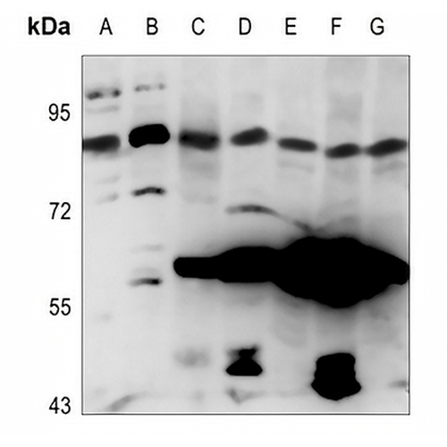 NOC3L Rabbit Polyclonal Antibody