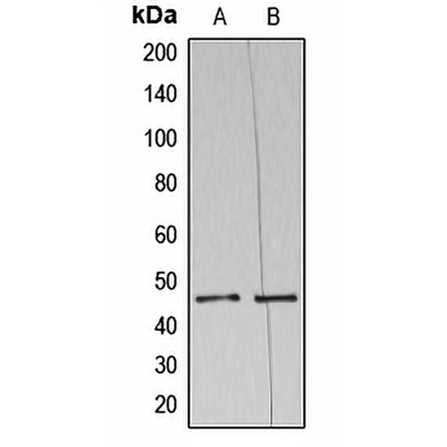 NAP1 Rabbit Polyclonal Antibody
