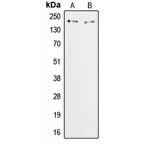 ZFP106 Rabbit Polyclonal Antibody
