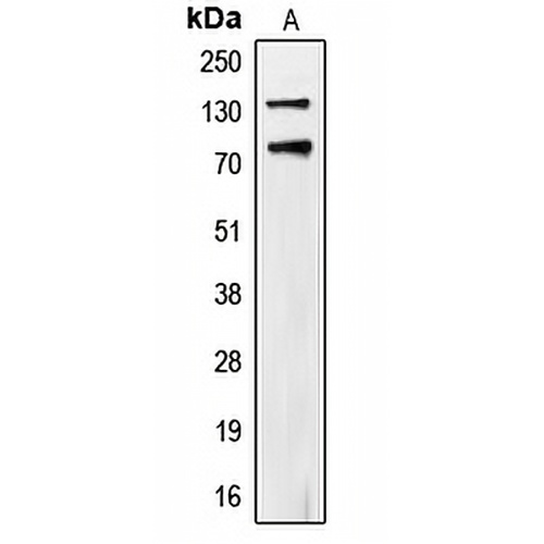 CD318 (Phospho-Y707) Rabbit Polyclonal Antibody