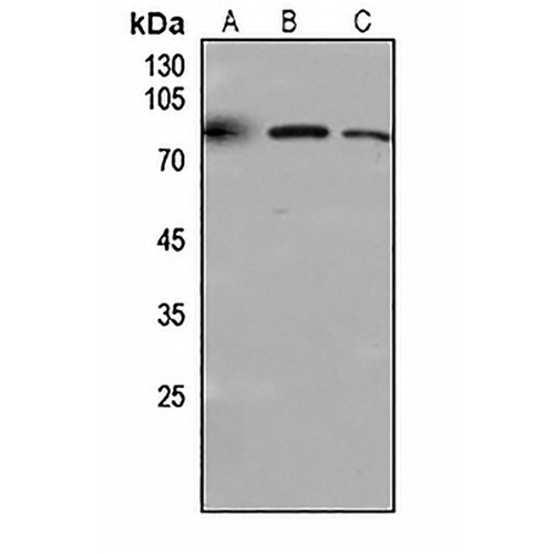 CD318 Rabbit Polyclonal Antibody