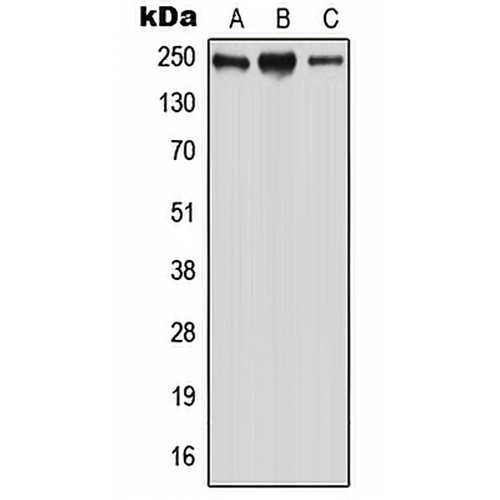 WNK2 Rabbit Polyclonal Antibody