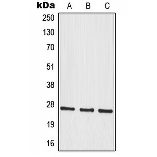MRPS34 Rabbit Polyclonal Antibody