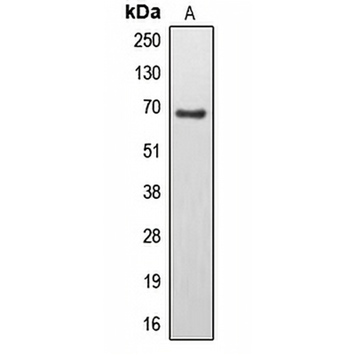 EPS8L3 Rabbit Polyclonal Antibody