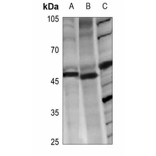 LASS4 Rabbit Polyclonal Antibody