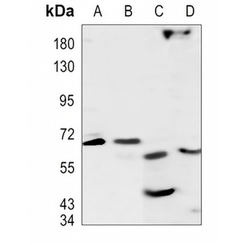 RPAP3 Rabbit Polyclonal Antibody