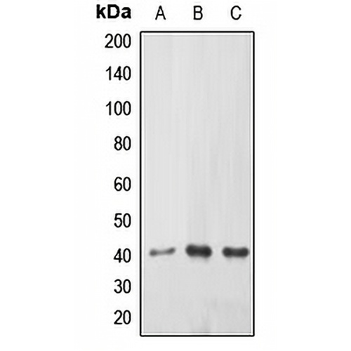 ABHD9 Rabbit Polyclonal Antibody