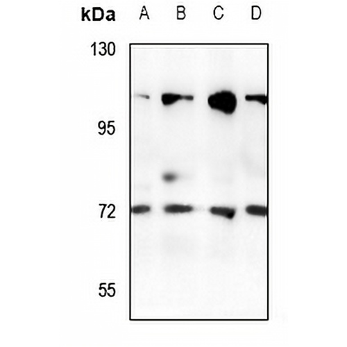 Rabaptin 5 beta Rabbit Polyclonal Antibody