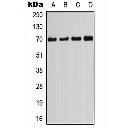 PIF1 Rabbit Polyclonal Antibody