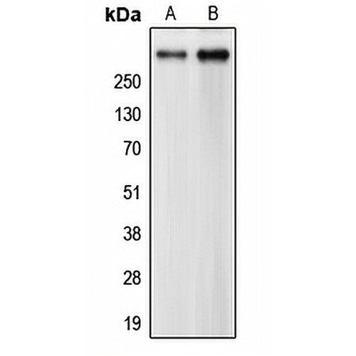 CEP290 Rabbit Polyclonal Antibody
